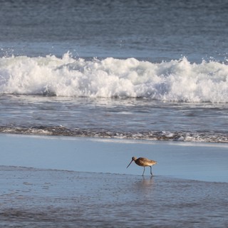 Solitary Shorebird Foraging at Water's Edge