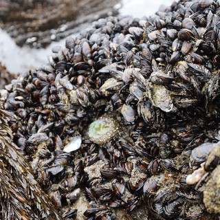 Dense Mussel Colony Covering Rocky Intertidal Zone
