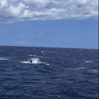 Majestic Whale Swimming in the Pacific Ocean