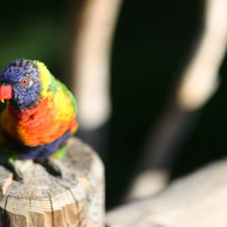 Colorful Parrot Perched on Wooden Post