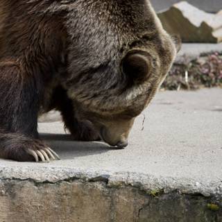 Majestic Brown Bear at SF Zoo