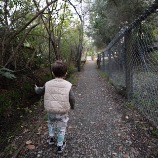 Child Walking Along Wooded Trail Path