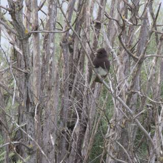Perched Amongst the Branches