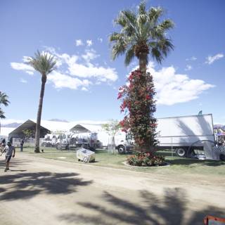Serene Palm Tree in the Coachella Fields