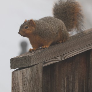 Watchful Fox Squirrel Perched on Weathered Fence