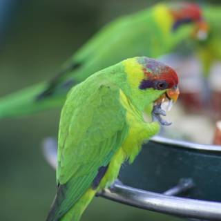 Feeding Time for a Playful Parakeet