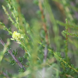 Solitary Yellow Bloom Among Juniper Foliage