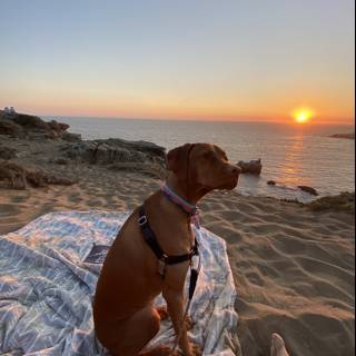 Sunset Beach Companion