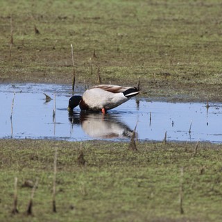 Northern Shoveler Duck Foraging in Shallow Wetland Pool
