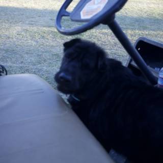 Top Dog on the Golf Course