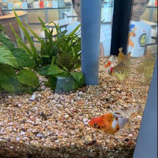 Aquatic Wonders at Pier 15