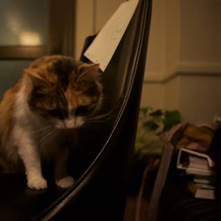 Calico Cat Relaxing on Chair