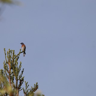 Western Bluebird Perched on Evergreen Branch at Dawn