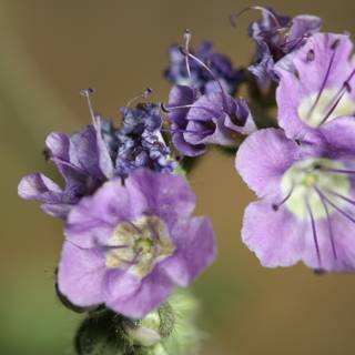 Purple Geranium Flowers with Delicate Stamens