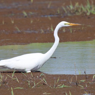 Great Egret Wading in Shallow Wetland Waters
