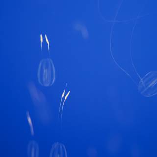 Jellyfish Dance under the Monterey Sky
