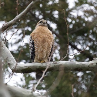 Red-shouldered Hawk Perched on Birch Branch