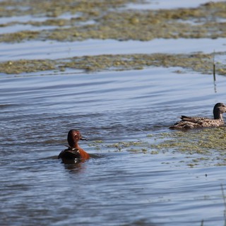 Northern Shoveler Pair Swimming in Wetland Waters
