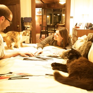 multiple-cats