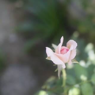 A Lone Pink Rose in Altadena