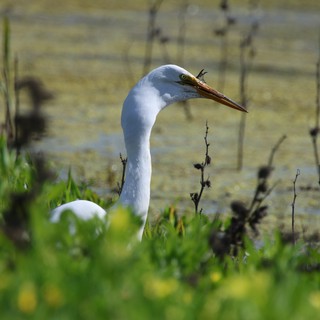 Great Egret Hunting in Wetland Marsh Vegetation