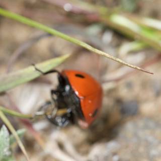 The Ladybug's Secret Spot