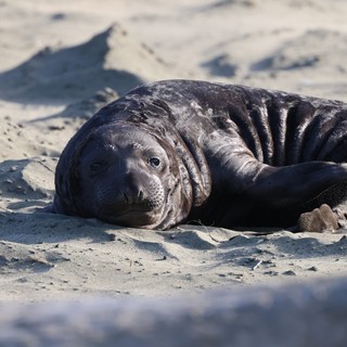 Elephant Seal Pup Resting on Drakes Beach Sand