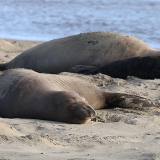 Elephant Seals Resting on Drakes Beach Sand