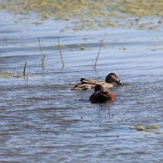 Resting Ducks in Shallow Wetland Waters