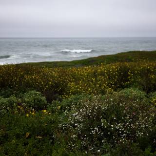 The Blossoming Coastal Eden