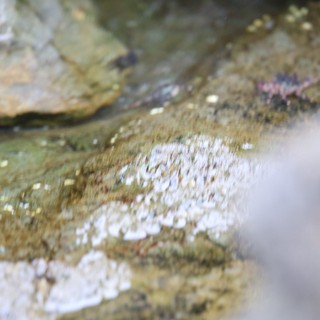 Water Trickling Over Mossy Tide Pool Rocks