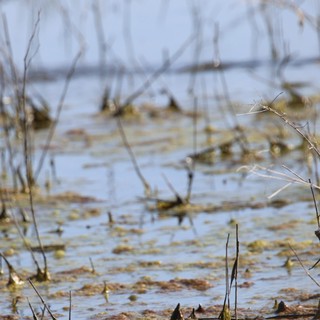 Shallow Water Wetland with Bare Branches and Algae