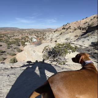Desert Watchdog