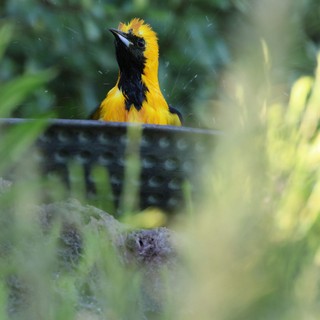 Hooded Oriole Bathing in Lush Garden Setting