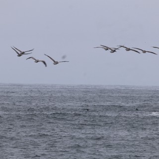 Pelicans Soaring Low Over Choppy Pacific Waters