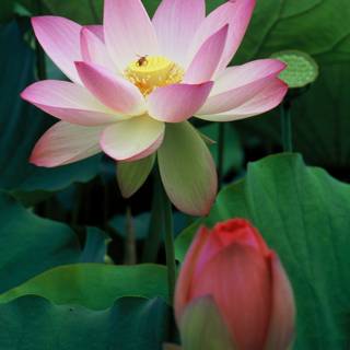 Pink Lotus Blooming with a Busy Bee