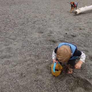 Toddler Explores Gray Sand Beach with Playful Dog