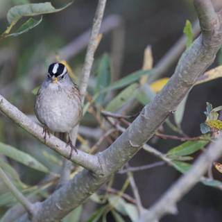 The Majestic White-Crowned Sparrow of San Diego