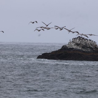 Pelicans Take Flight Over Coastal Rock Colony