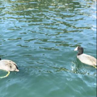 Two Ducks Enjoying a Swim Together