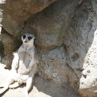 Regal Meerkat