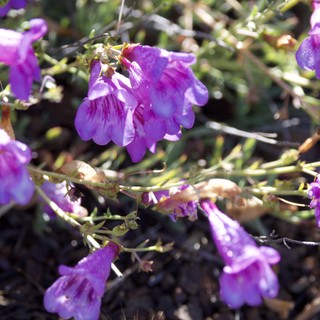 Vibrant Purple Wildflowers Blooming on Mt. Diablo