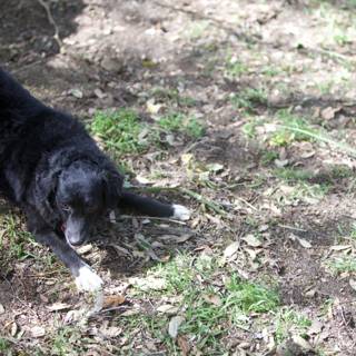 A Labrador Retriever in the Grass