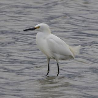 Majestic Egret at San Pablo Bay