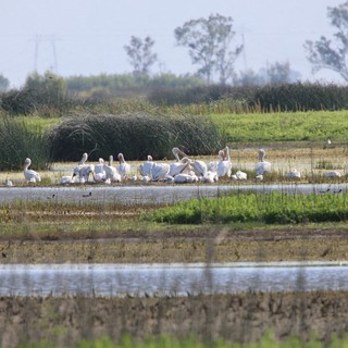 White Pelicans Gathering at Yolo Bypass Wetlands