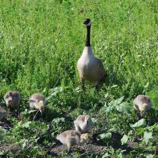Canada Goose Family Foraging in Spring Wetlands