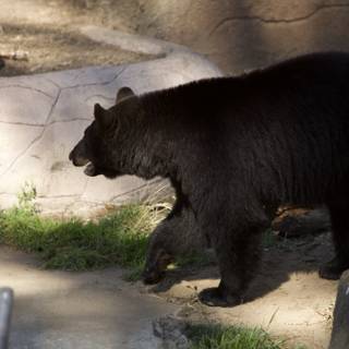 Black Bear Stroll at SF Zoo