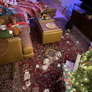 Cozy Christmas Morning with Dogs at Home