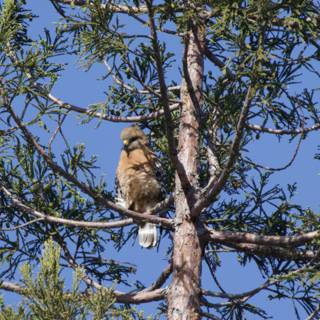 Perched Majesty