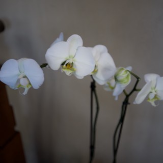 Delicate White Orchids Against Neutral Background